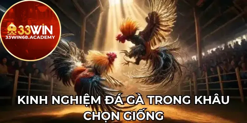 Kinh nghiệm đá gà trong khâu chọn giống