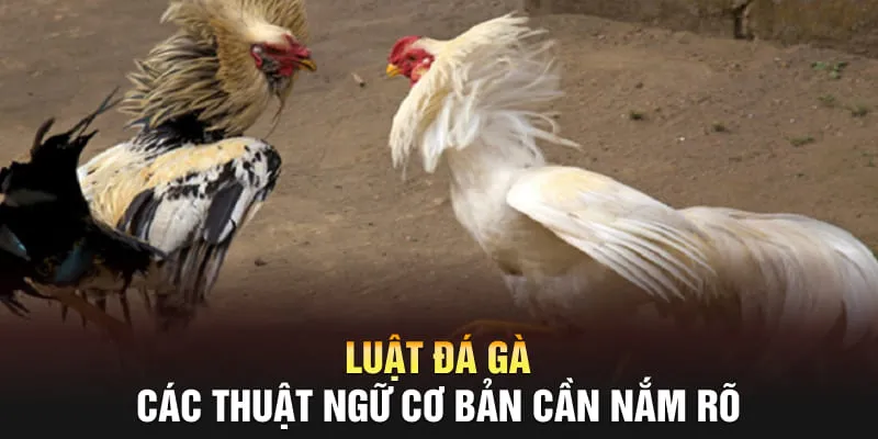 Tìm hiểu luật đá gà tại nhà cái 33win