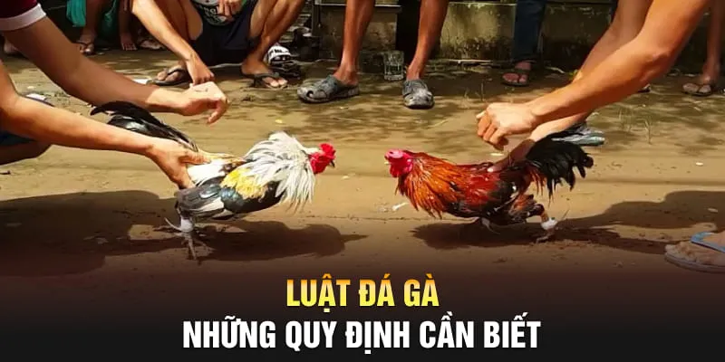 luật đá gà