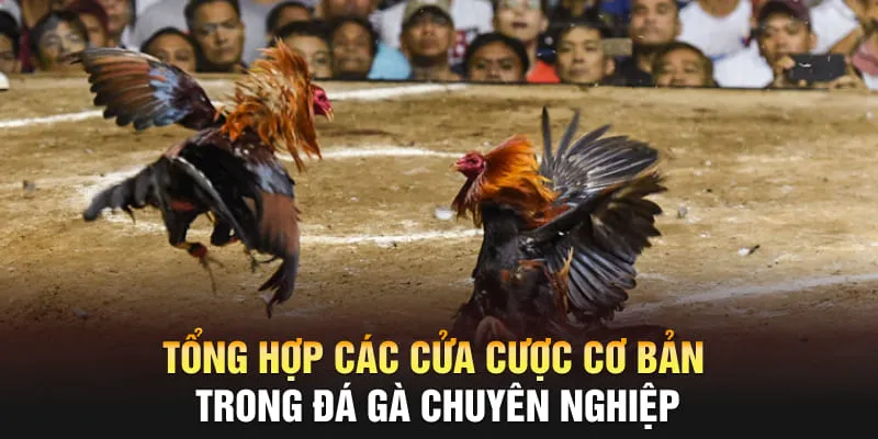 Tổng hợp các cửa cược cơ bản trong đá gà chuyên nghiệp